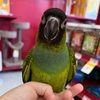 isangelous_
